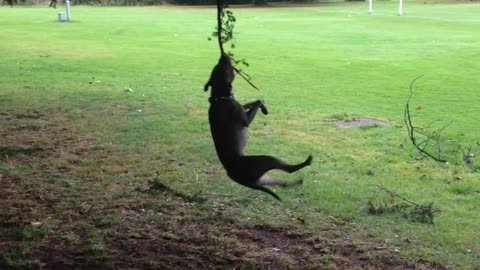 Helipupper