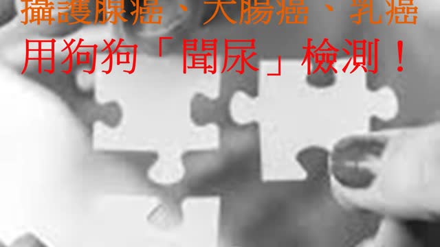 氣味醫學 攝護腺癌、大腸癌、乳癌 用狗狗「聞尿」檢測!
