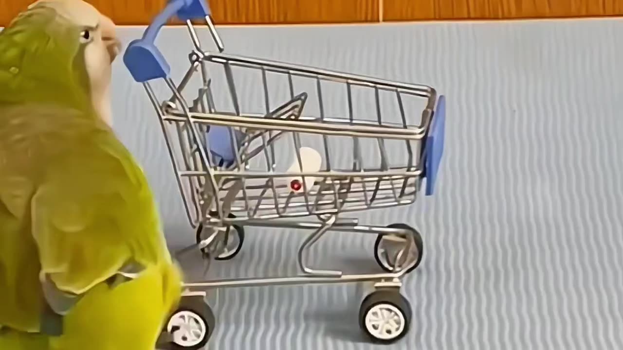 The cute bird want to do some shopping