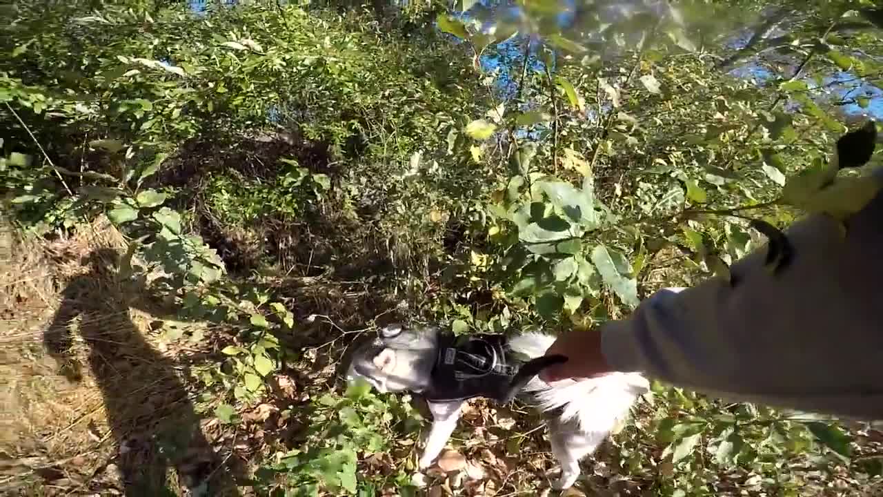 Husky being trained not to dig..!!!