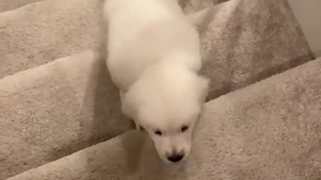 Golden Retriever Dog Teaches Cute Puppy To Climb Stairs for the First Time