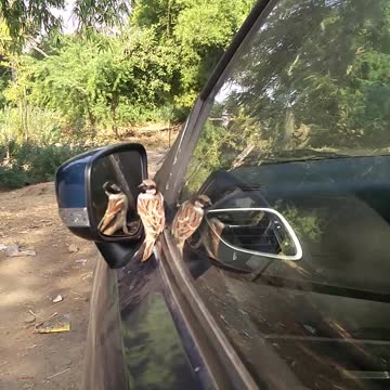 Sparrow hitting his own reflection in car window