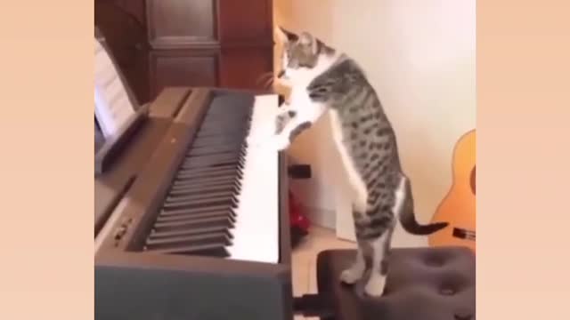 Cat for piyono