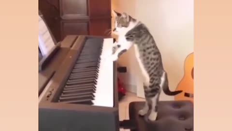 Cat for piyono