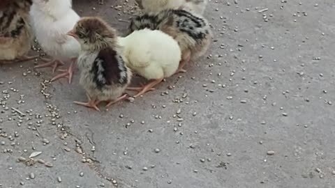 New born baby for hen