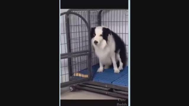 Laugh funny dog