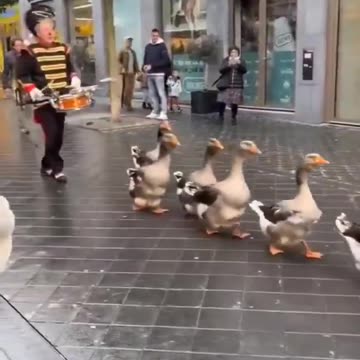 Dutch goose parade.mp4