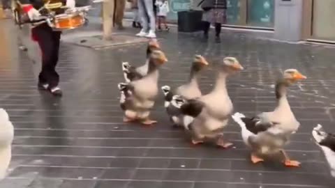 Dutch goose parade.mp4