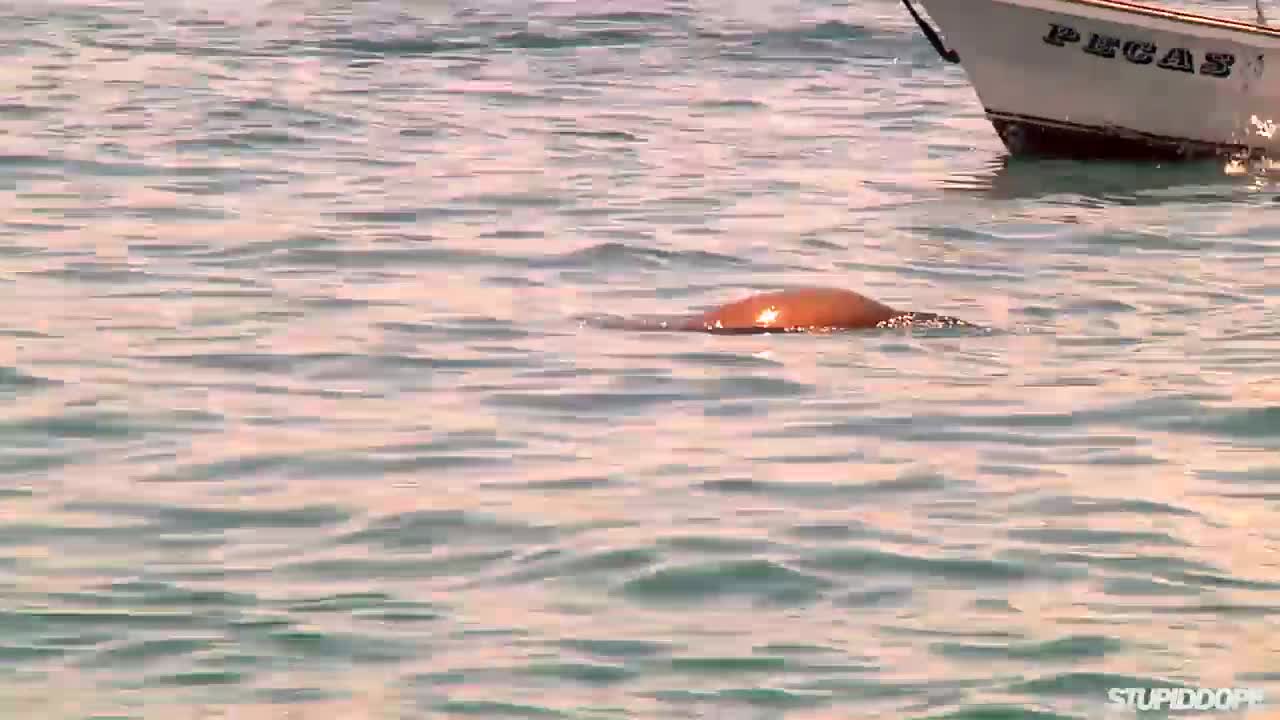 Exploring marine life in Cabo San Lucas, Mexico