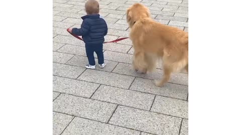 Baby trains golden retriever heel!🙂🙂