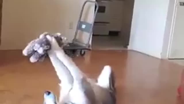 Dog playing funny moments 🐕