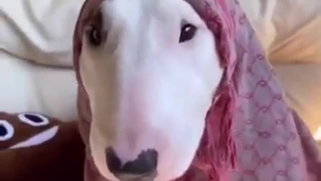 Funny Dog Videos