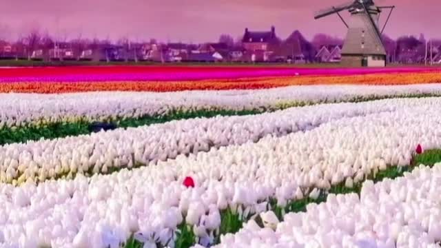 A field of tulips.