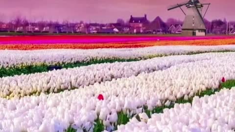 A field of tulips.