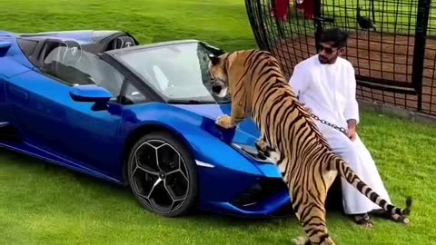 Sheikh Nawab Ke shok I with tigers Dubai #Shorts