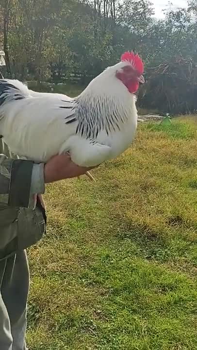1.Close up Shot of a Rooster