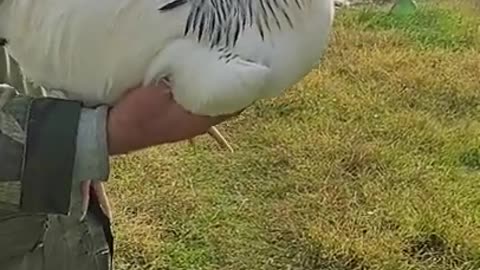 1.Close up Shot of a Rooster