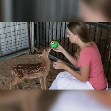 A lady feeding a fawn