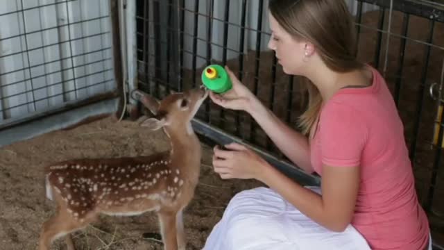 A lady feeding a fawn