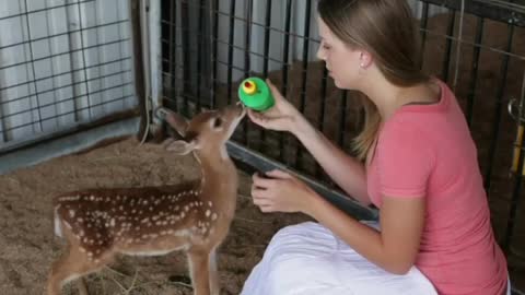 A lady feeding a fawn