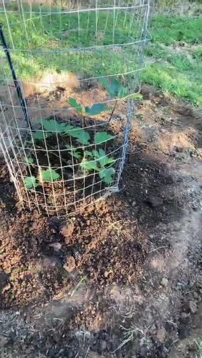 Walnuts, Figs, and Plums oh my!