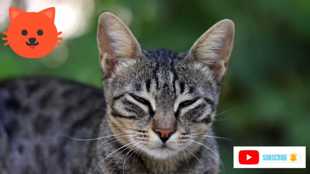 Wow beautiful cat video