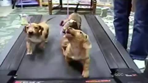 three little puppy running on treadmill