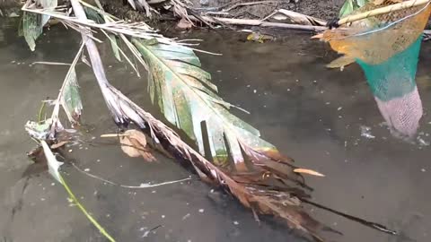 cari ikan di pinggiran kebun dapat banyak babon-18