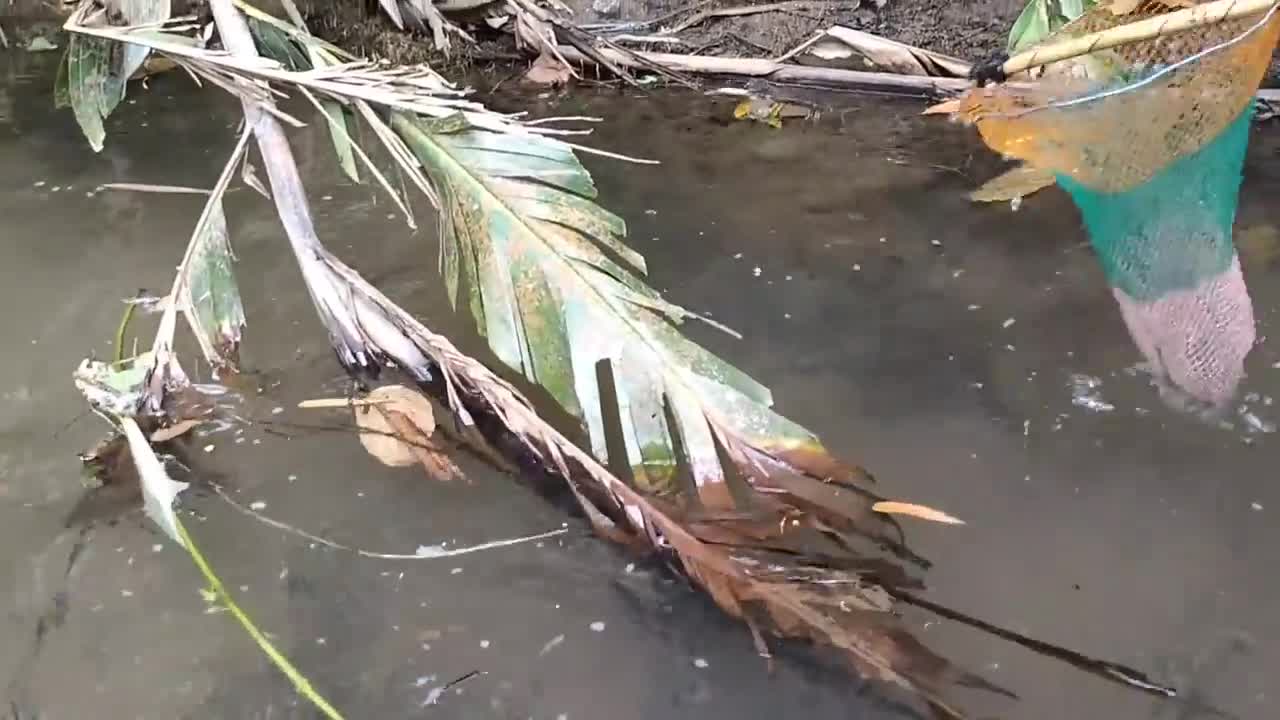 cari ikan di pinggiran kebun dapat banyak babon-18