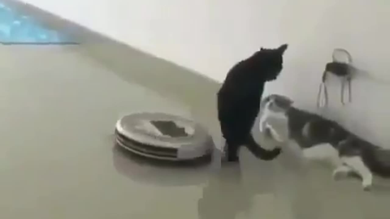 A mouse jus beat cat off