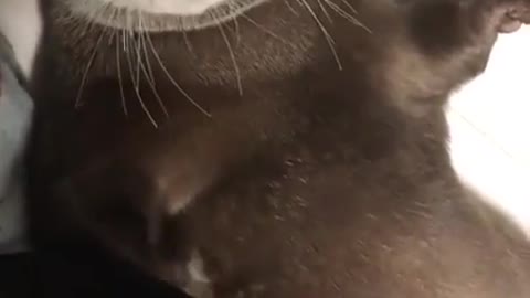 cute animal