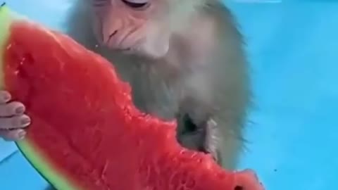 funny monkey