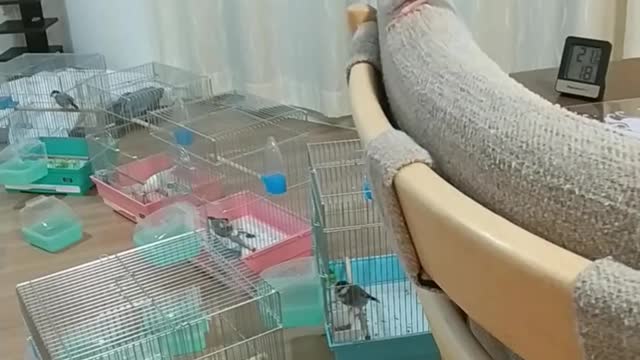 飛べるようになったんだね