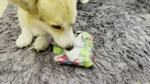 His dog gets chance to open his Christmas present 🎁🎁🎁