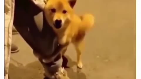 Dog funny video