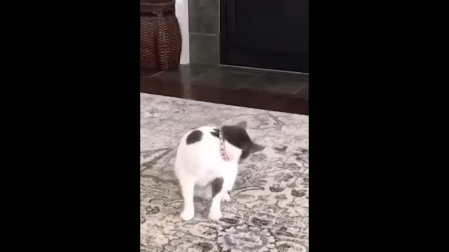 Cat funny movement