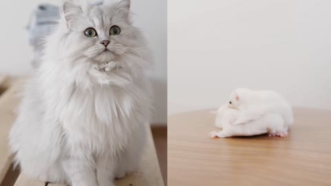 Cute cats, cute animals, animals lover's ❤