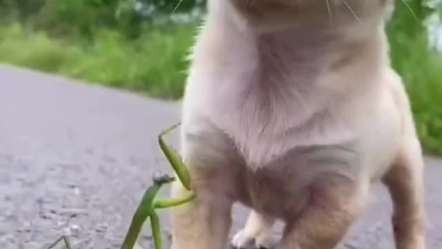 Cute and Funny dog Videos Compilation 🥰