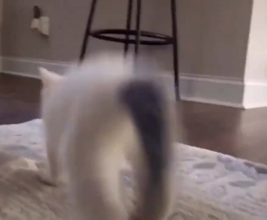 🤣😂cat dancing the dog dance🤣😂