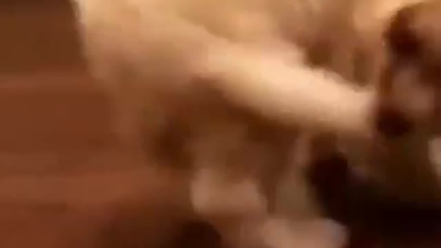 Super Funny Dog Videos 😂LAUGH at FUNNY DOGS 🐶2021