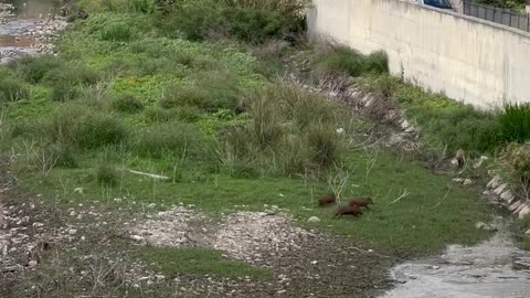 Wild Pigs in Italy