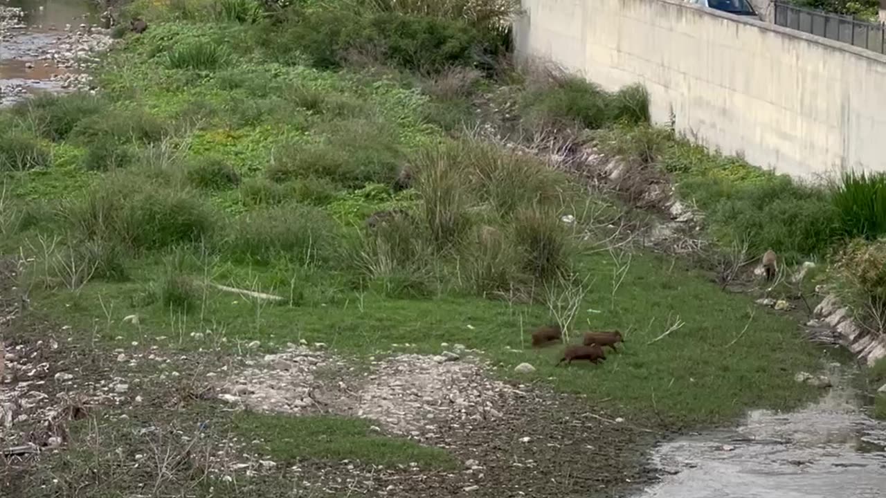 Wild Pigs in Italy