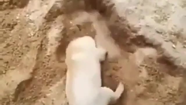 cute treasure sack dog