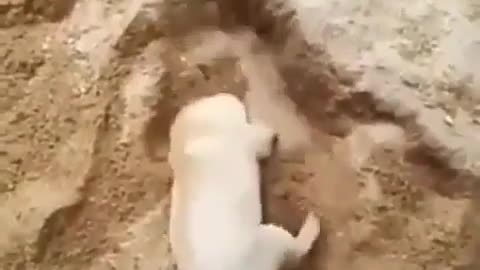 cute treasure sack dog