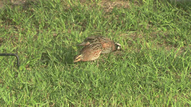 Bob White Quails come for a visit