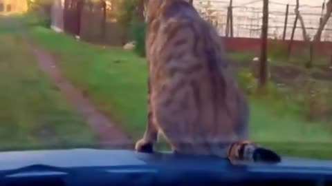 On the hood of the car you will finish faster, for sure for a cat !