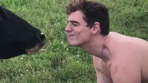 Man Gets a Kiss from a Cow