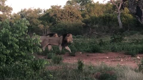 Two Male Lions. Greater Kruger National Park. South Africa