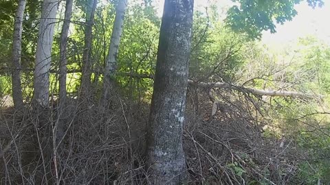 Creating a stronger forest