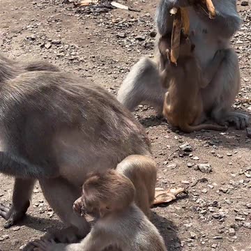 Monkey group eating banana